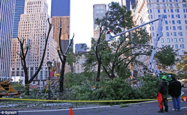 Damage: In the park trees of all ages and sizes were among the nearly 1,000 felled by the early snow storm